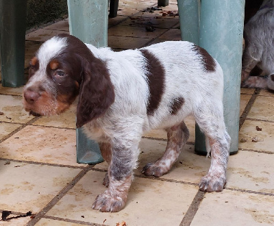 CHIOT Bleu Foncé