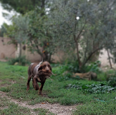 CHIOT Bleu Clair