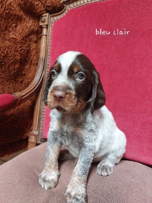 CHIOT Bleu Clair