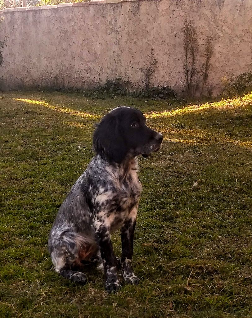 Ryvka Du Sous Bois De Balmette
