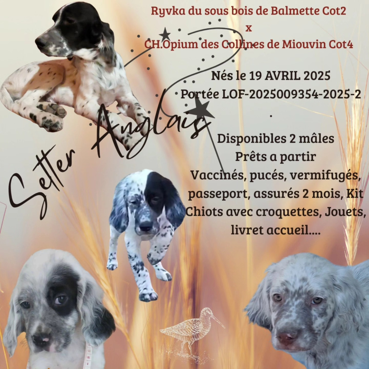 Chiots Setter Anglais