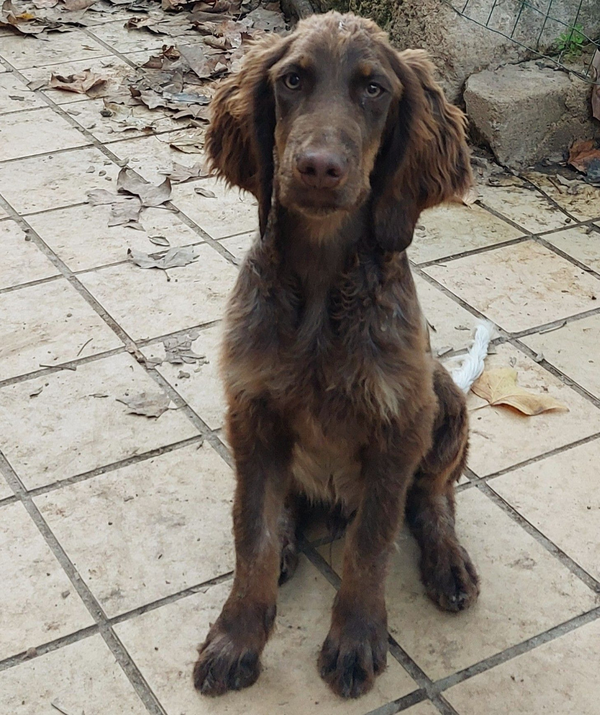 CHIOTS EPAGNEUL PICARD