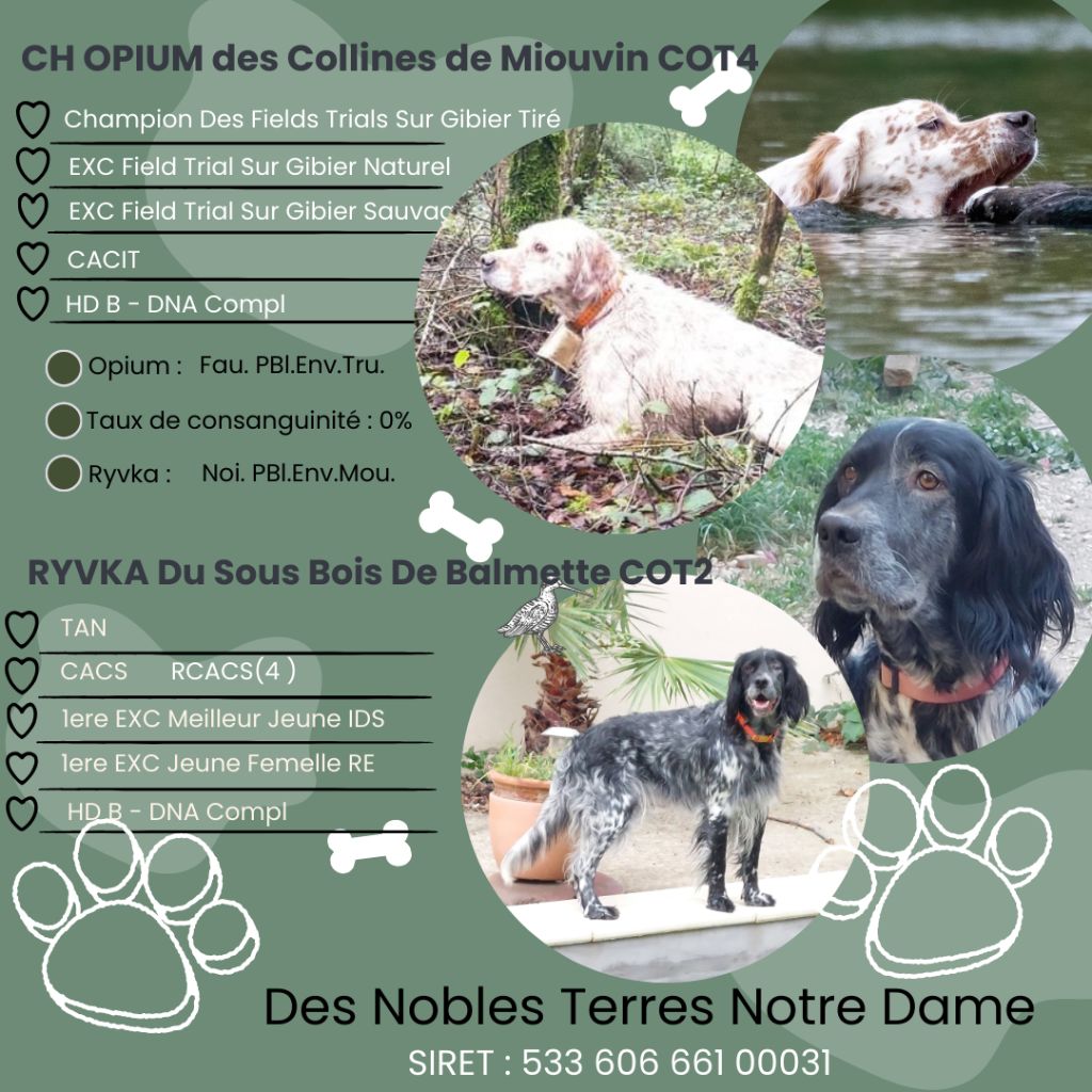 Des Nobles Terres Notre Dame - Chiots Setter Anglais