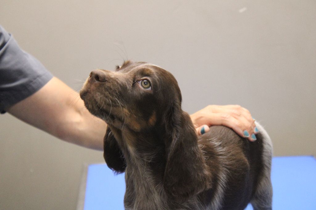 Des Nobles Terres Notre Dame - Chiots disponibles - Epagneul picard