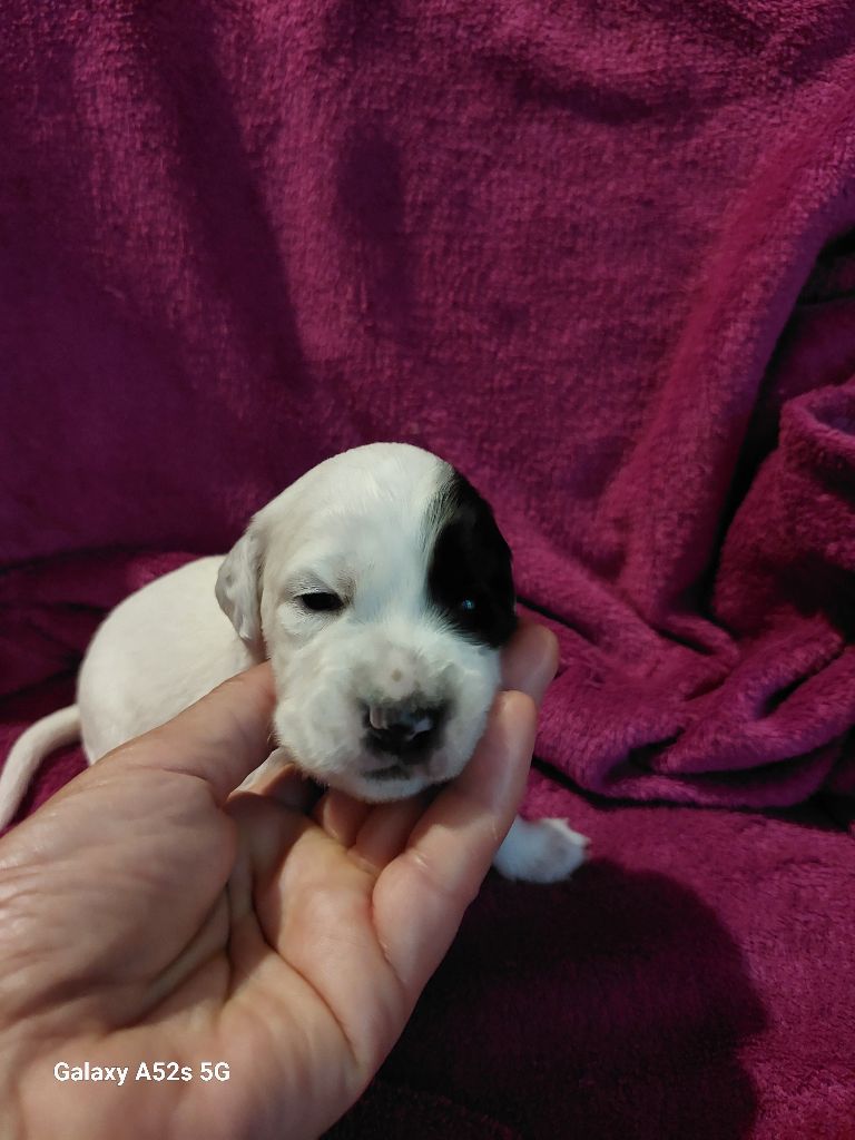 Des Nobles Terres Notre Dame - Chiots disponibles - Setter Anglais