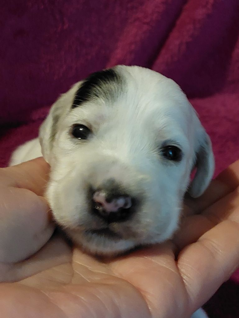 Des Nobles Terres Notre Dame - Chiots disponibles - Setter Anglais