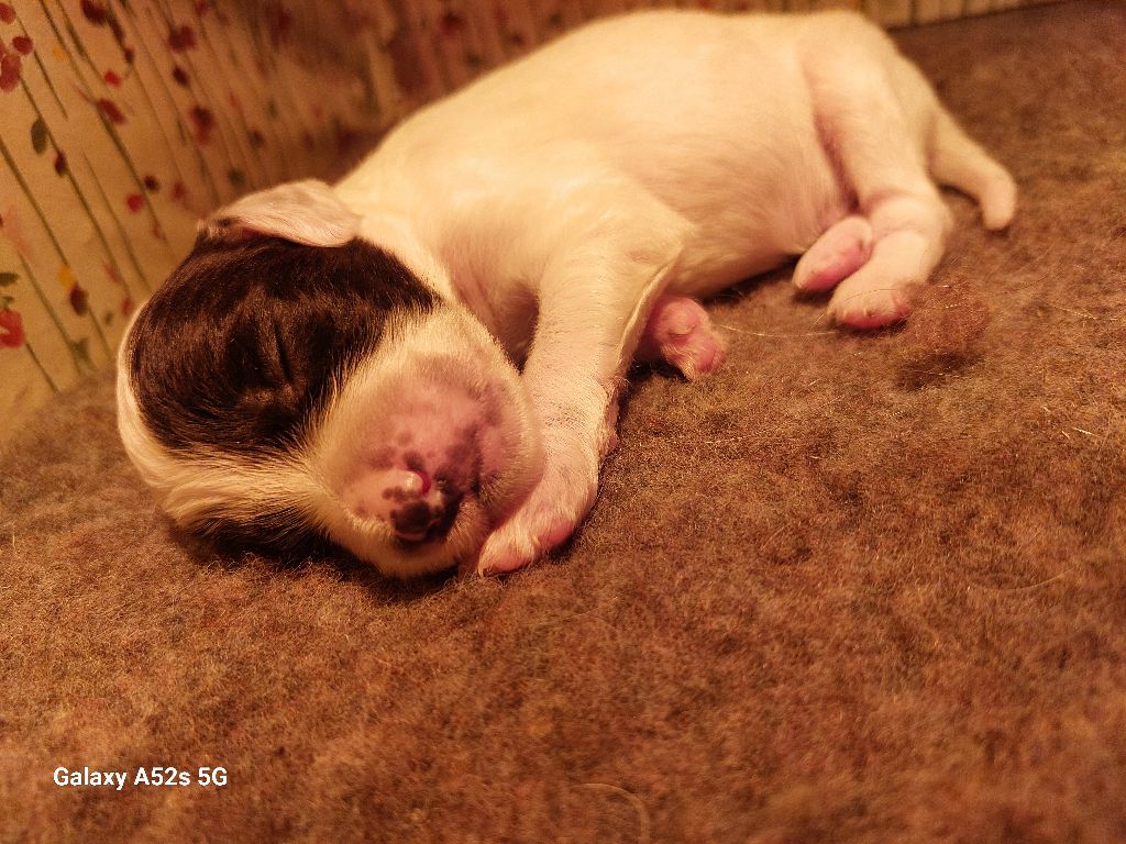 Des Nobles Terres Notre Dame - Chiots disponibles - Setter Anglais
