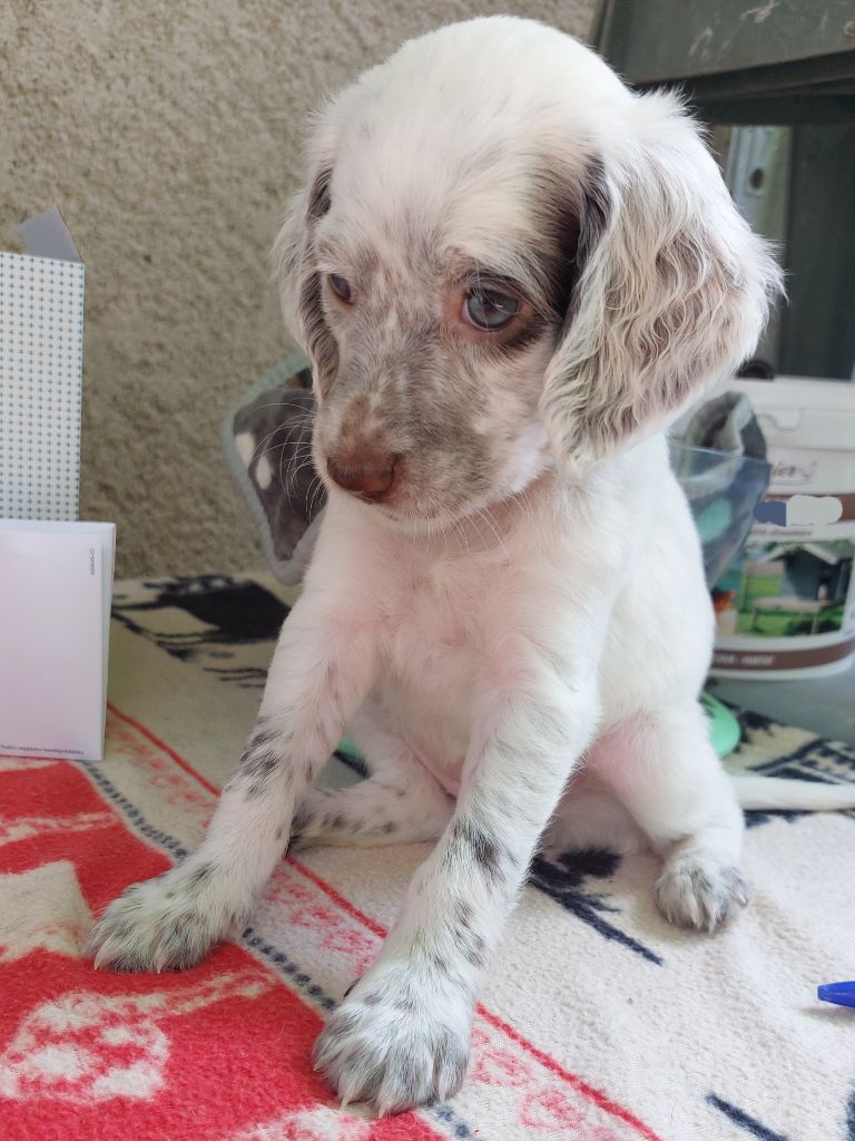 Des Nobles Terres Notre Dame - Chiots disponibles - Setter Anglais