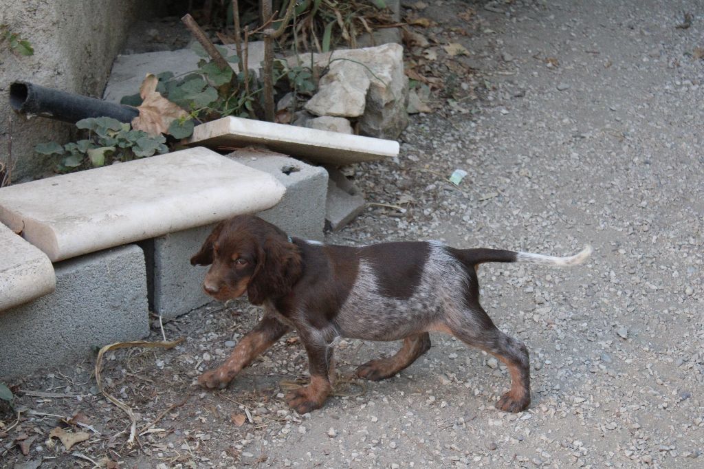 Des Nobles Terres Notre Dame - Chiots disponibles - Epagneul picard