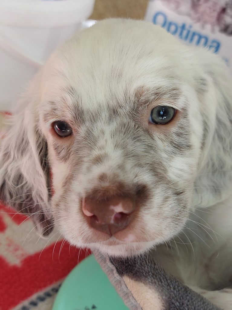 Des Nobles Terres Notre Dame - Chiots disponibles - Setter Anglais
