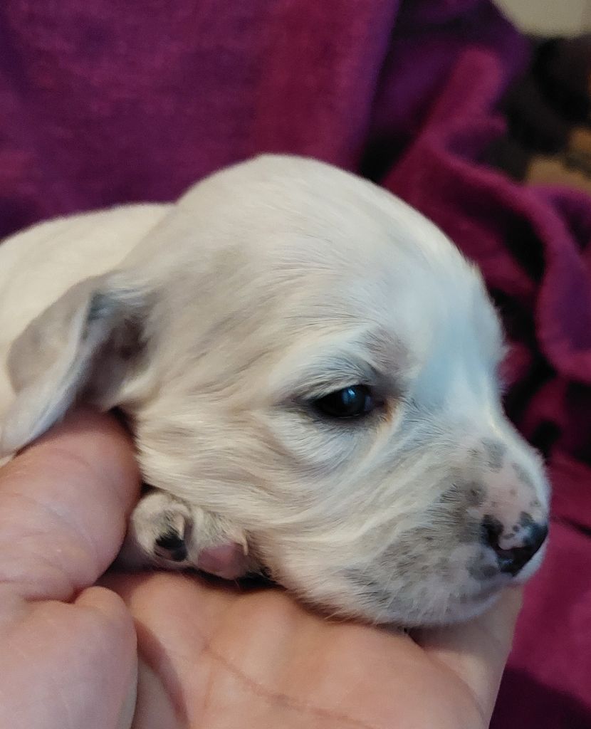 Des Nobles Terres Notre Dame - Chiots disponibles - Setter Anglais
