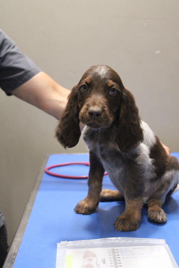 Des Nobles Terres Notre Dame - Chiots disponibles - Epagneul picard