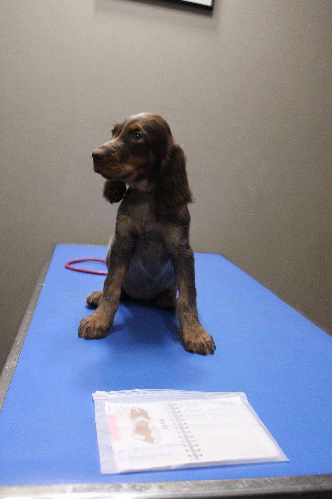 Des Nobles Terres Notre Dame - Chiots disponibles - Epagneul picard