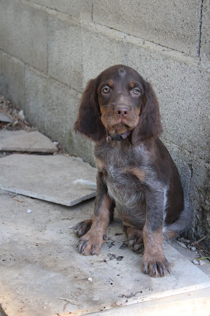 Des Nobles Terres Notre Dame - Chiots disponibles - Epagneul picard
