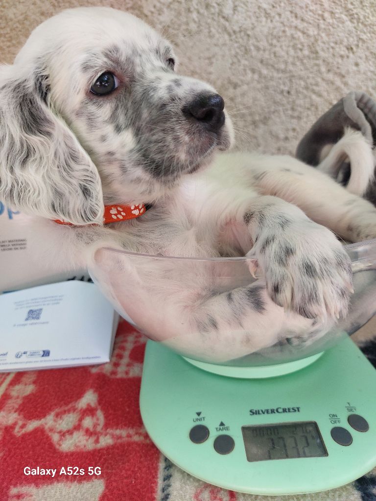 Des Nobles Terres Notre Dame - Chiots disponibles - Setter Anglais