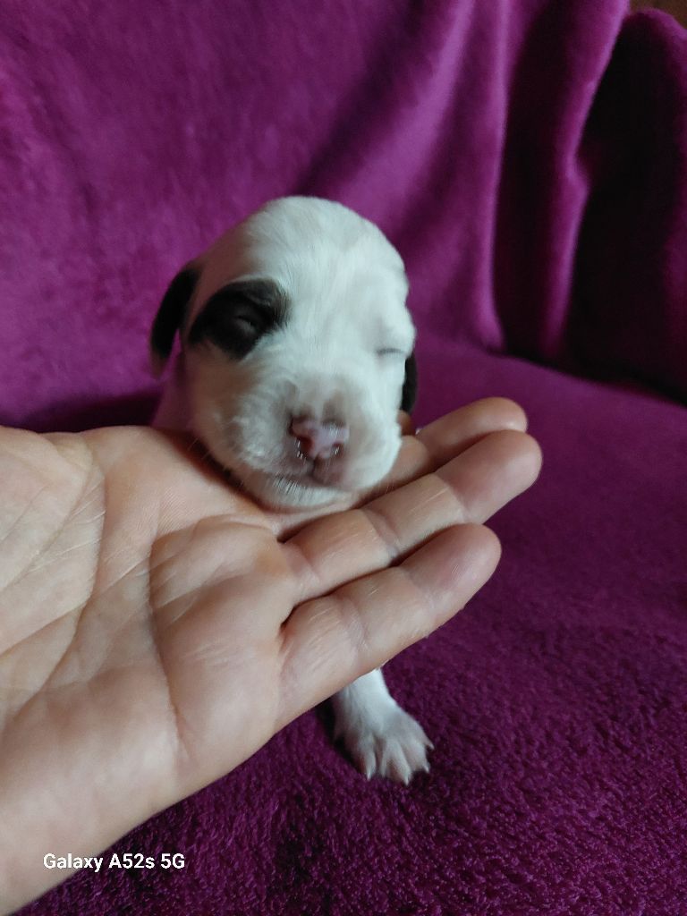 Des Nobles Terres Notre Dame - Chiots disponibles - Setter Anglais