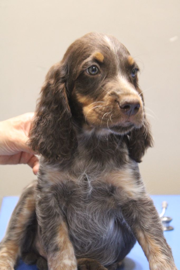 Des Nobles Terres Notre Dame - Chiots disponibles - Epagneul picard