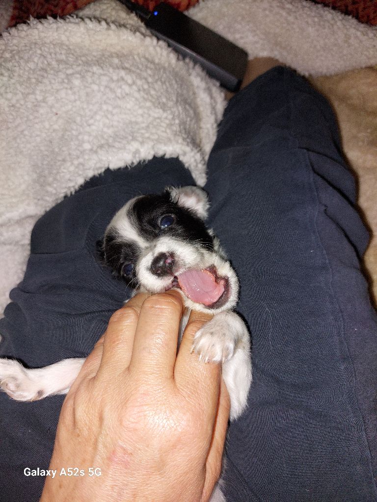 Des Nobles Terres Notre Dame - Chiots disponibles - Setter Anglais