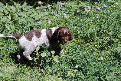 CHIOT F6 vert fluo
