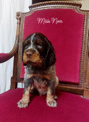 CHIOT Noir