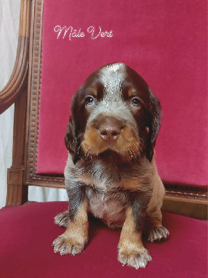 CHIOT Vert