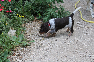 CHIOT F2 Rouge