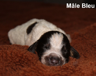 CHIOT Bleu