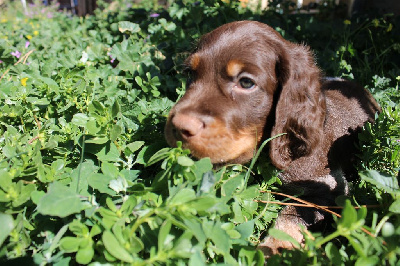 CHIOT M3 Vert