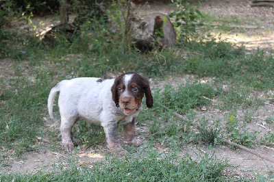 CHIOT M1 violet