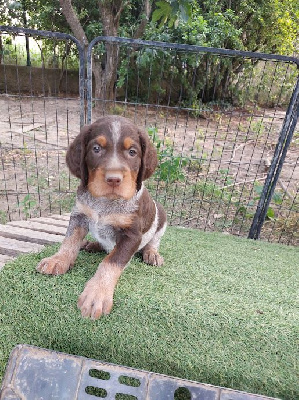 CHIOT F1 bleu clair