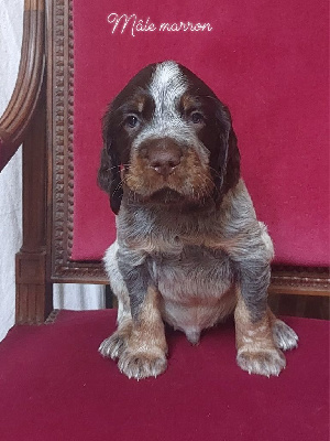 CHIOT Marron