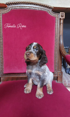 CHIOT Rose