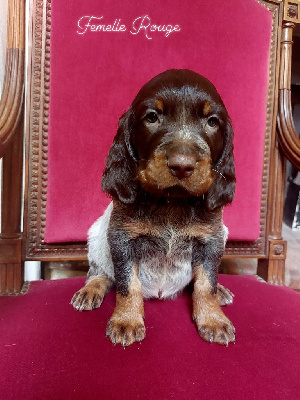 CHIOT Rouge