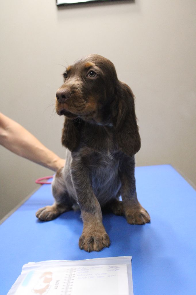 Des Nobles Terres Notre Dame - Chiots disponibles - Epagneul picard