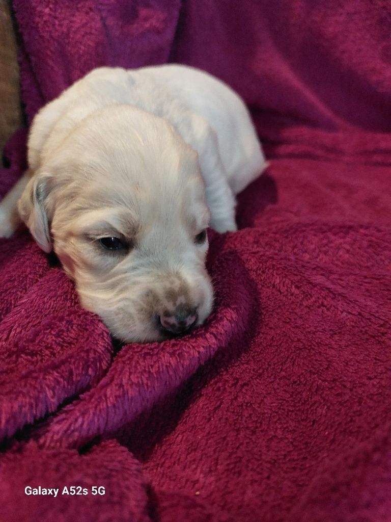 Des Nobles Terres Notre Dame - Chiots disponibles - Setter Anglais