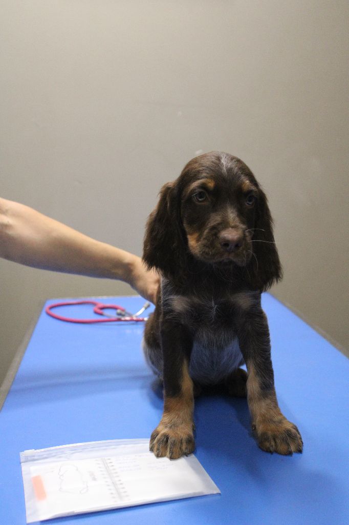 Des Nobles Terres Notre Dame - Chiots disponibles - Epagneul picard