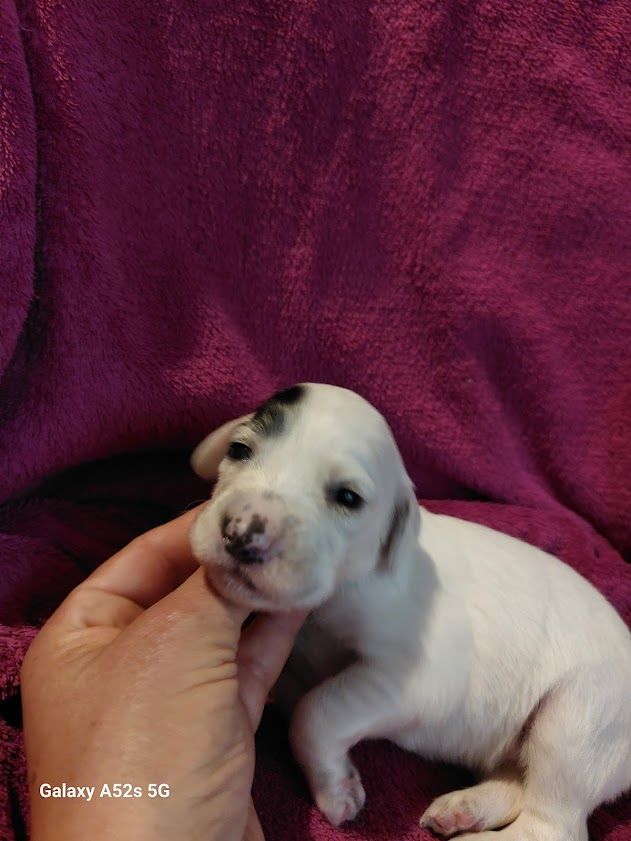 Des Nobles Terres Notre Dame - Chiots disponibles - Setter Anglais