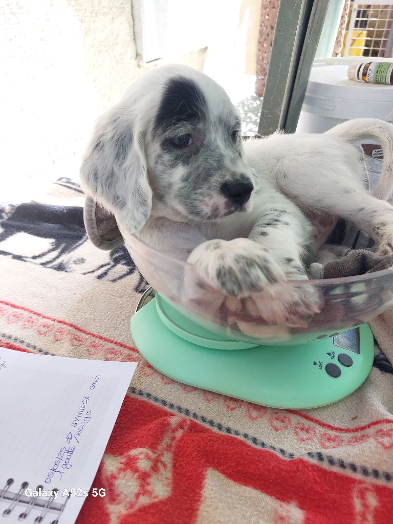 Des Nobles Terres Notre Dame - Chiots disponibles - Setter Anglais
