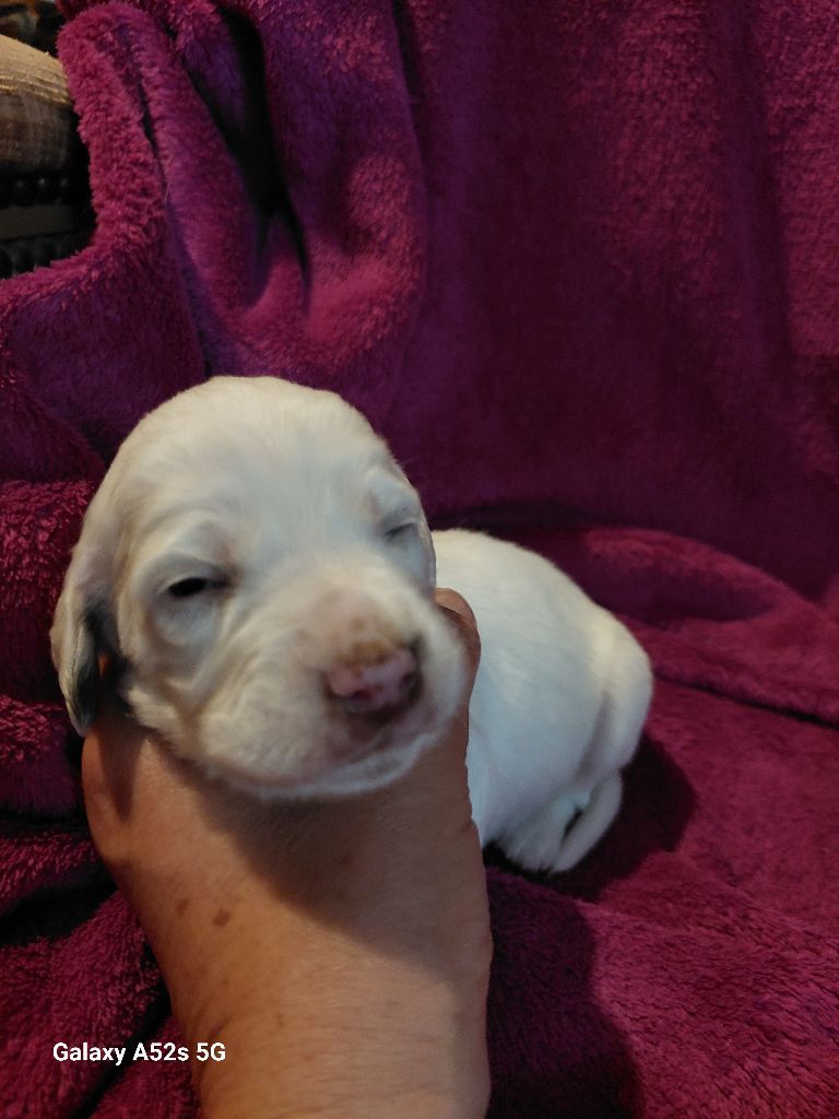 Des Nobles Terres Notre Dame - Chiots disponibles - Setter Anglais