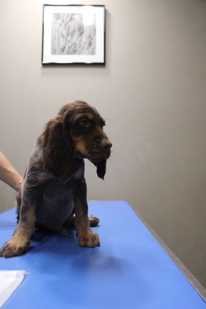 Des Nobles Terres Notre Dame - Chiots disponibles - Epagneul picard